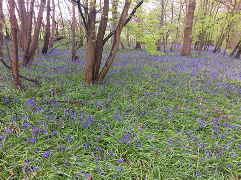 Bluebell Woods Pet Cemetery