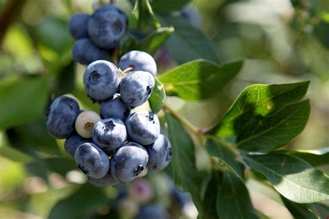 Blueberry Plants Texas Site Selection