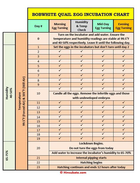 Bobwhite Quail Incubation Chart