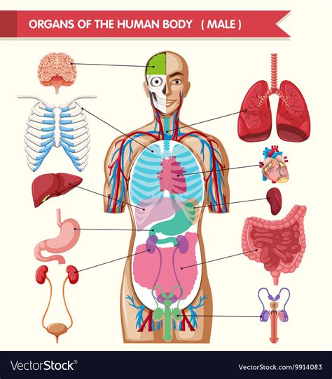 Body Chart Of Organs