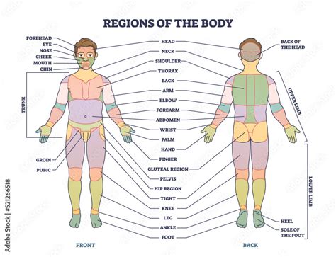 Body Regions Chart