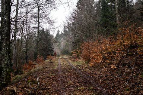 Bois de Colroy-la-Roche à Ranrupt
