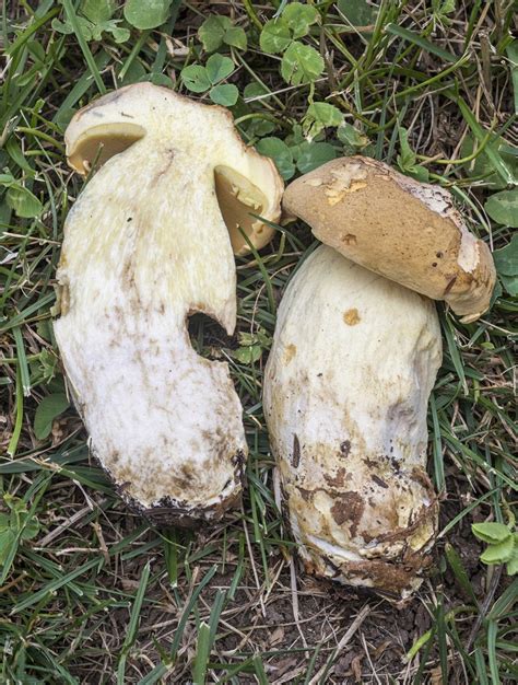 Boletus à Val-de-Meuse