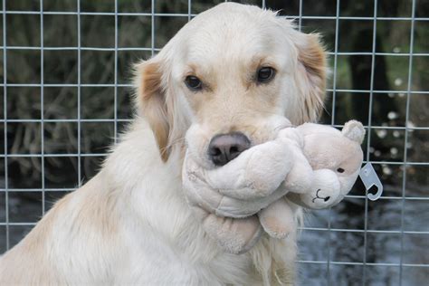 Bonnybank Boarding Kennels & Catteries