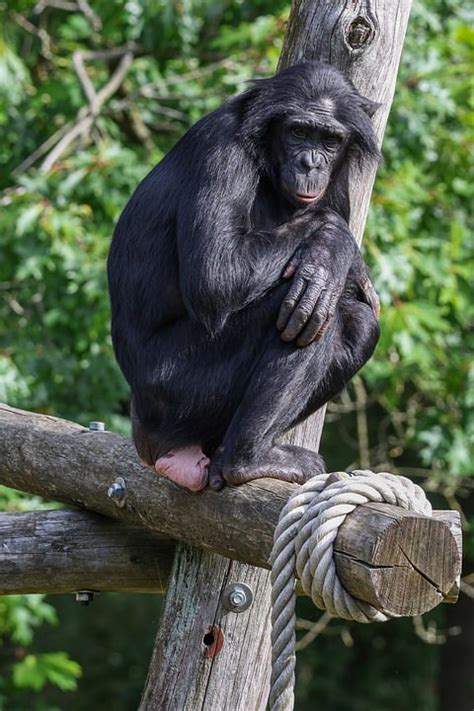 Bonobo à Mayenne