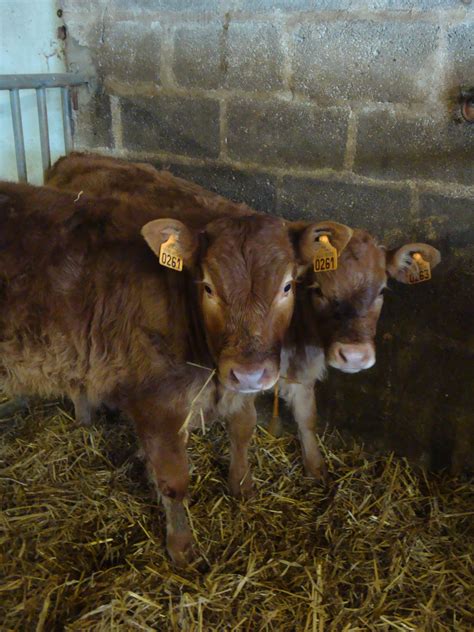 Borde Pascal à Brie-sous-Chalais