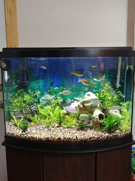 Bow-Front Fish Tank