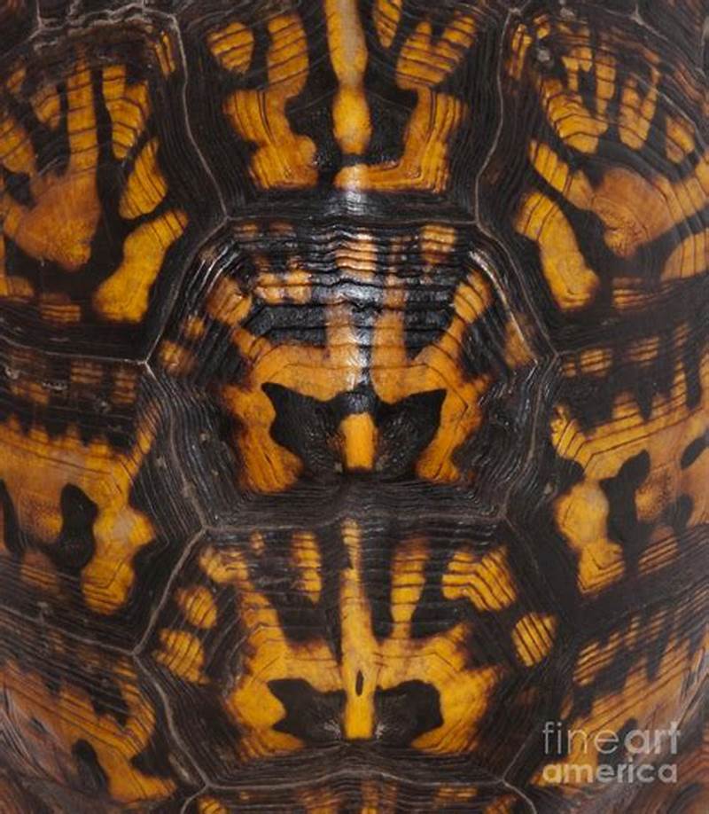 Box Turtle Shell Pattern
