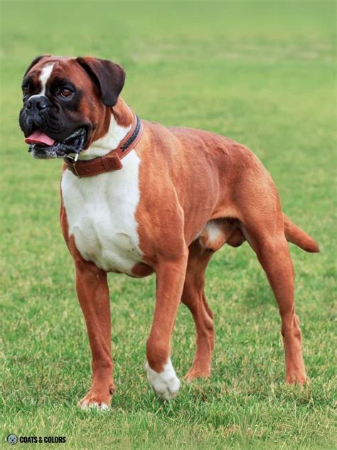 Boxer Dog Colors Chart