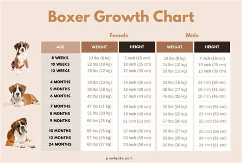Boxer Dog Size Chart