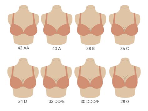 Bra Size Chart In Order