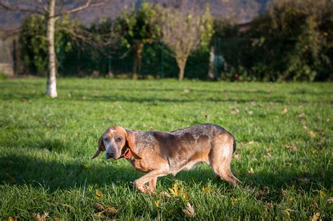 Brachet à Cavaillon