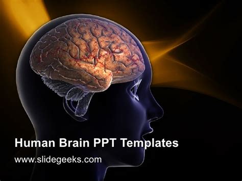 Brain Slides Template