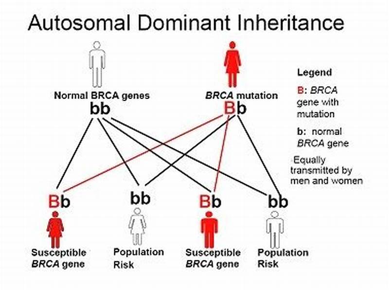 Brca Inheritance Pattern