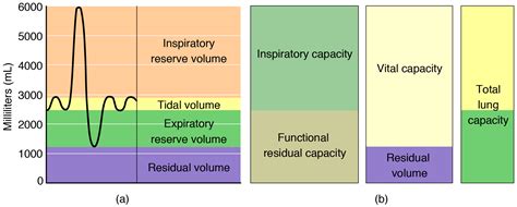 Breathing Volume Chart