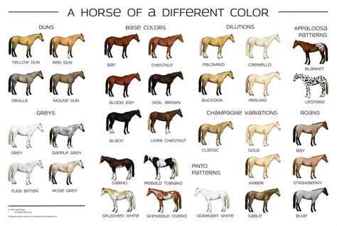Breeding Color Chart For Horses