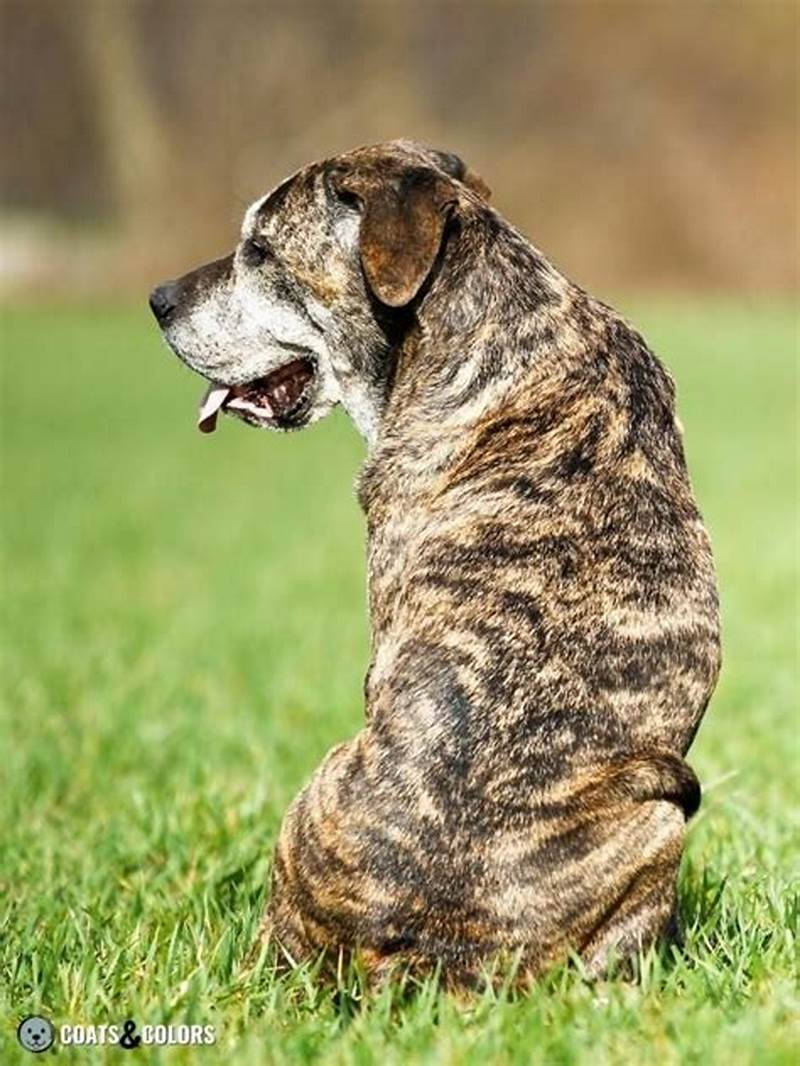 Brindle Color Pattern