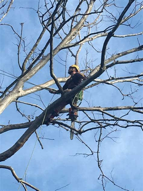 Browning Tree Service