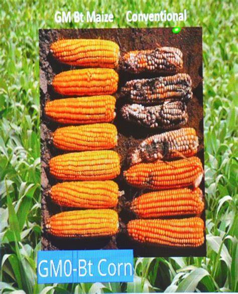 Bt Corn
