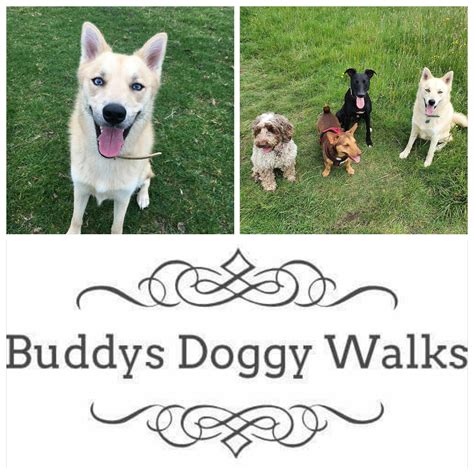 Buddys Doggy Walks York