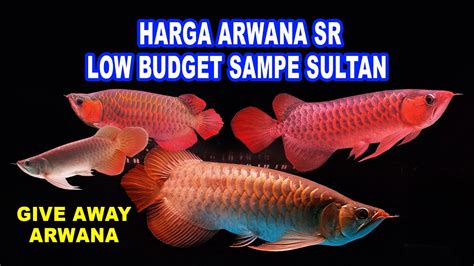 Budget Kepemilikan Ikan Arwana Indonesia