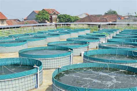Budidaya Ikan