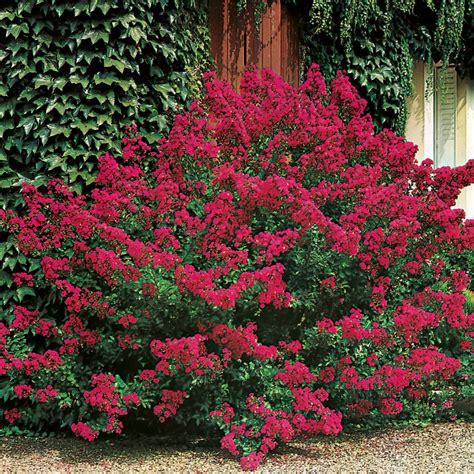 Buisson à Buisson