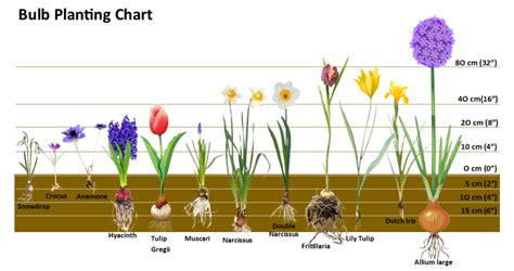 Bulb Planting Chart