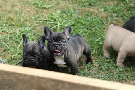 Bulldog Modena