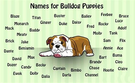 Bulldog Puppy Names