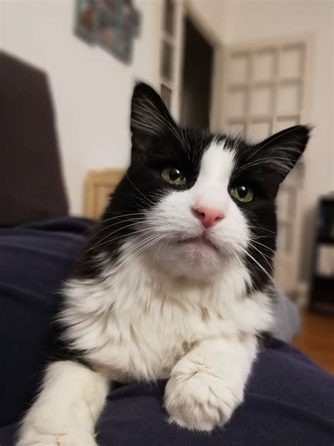 Bulle ô Chats à Amberre