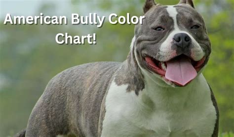 Bully Color Chart
