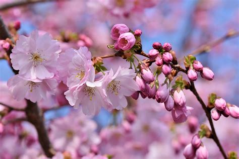 Bunga Sakura dan artinya di Jepang
