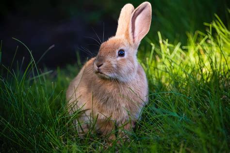 Bunni Onlyfans Leak 35 Porn