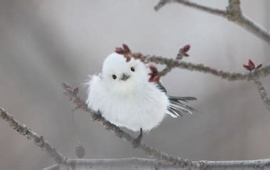 Burung Jepang