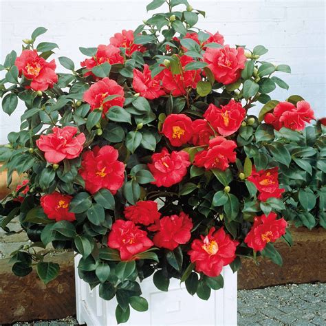 CAMELIA à Saint-Usage