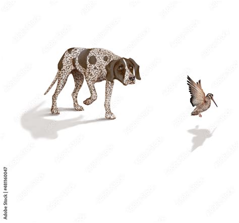 CANIDAE à Brech