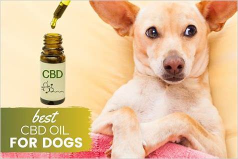 CBD for Dogs Reviews for Pain: A Comprehensive Guide to Relief and Wellness
