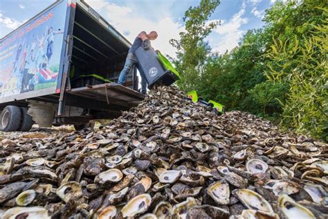 CRD expands Oyster Shell Recycling Program with new stations