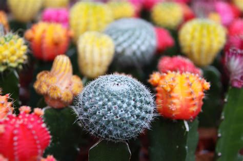 Warna Unik Bunga Kaktus Hias