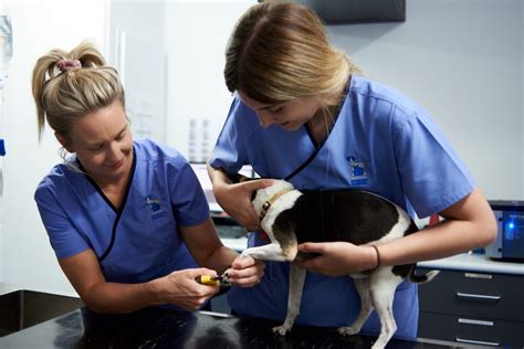 Caldey's Canine Clinic & Groomers