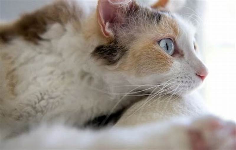 Calico Color Pattern