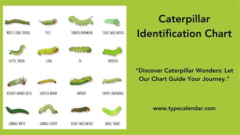 California Caterpillars Identification Chart