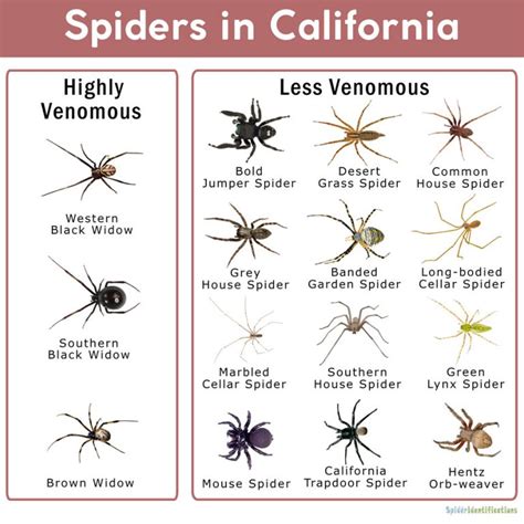 California Spider Identification Chart