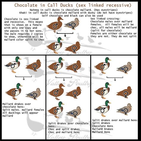 Call Duck Color Chart