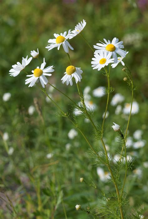 Camomile & Cornflowers