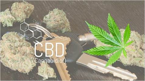 Can You Drive After Taking CBD Gummy? A Comprehensive Guide to Safety and Legality
