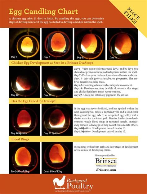 Candling Eggs Chart