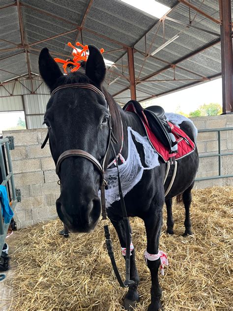 Candyhorse à Dampierre