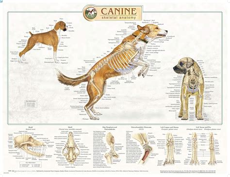 Canine Anatomical Chart